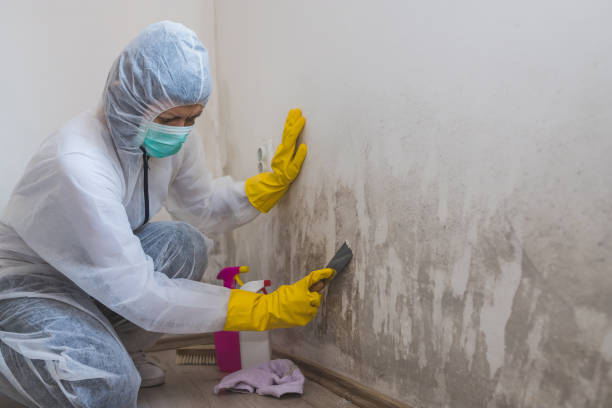 Best Mold Damage Repair  in Catahou, LA