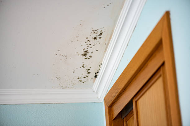 Best Local Mold Removal Service  in Catahou, LA