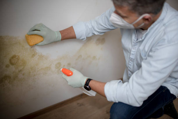 Best Black Mold Removal  in Catahou, LA
