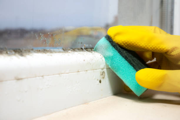 Home Mold Removal in Catahoula, LA
