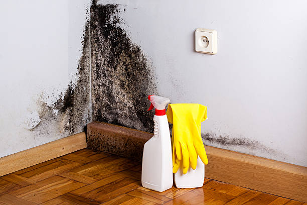 Best Best Mold Removal Companies  in Catahou, LA