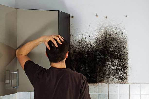 Best Home Mold Removal  in Catahou, LA