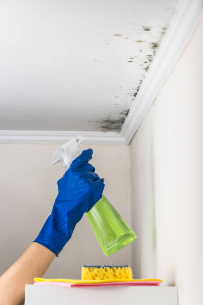 Best Attic Mold Removal  in Catahou, LA