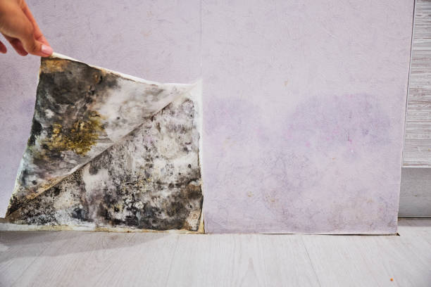 Professional Mold Removal in Catahoula, LA
